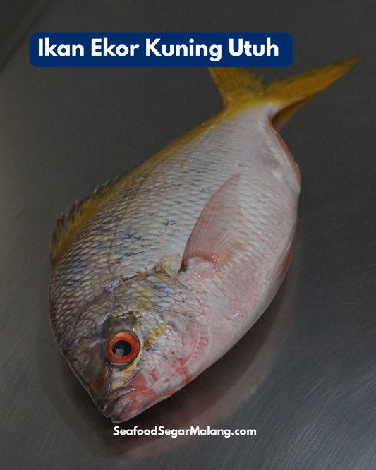 Ekor Kuning Utuh ( Sudah Dibersihkan )