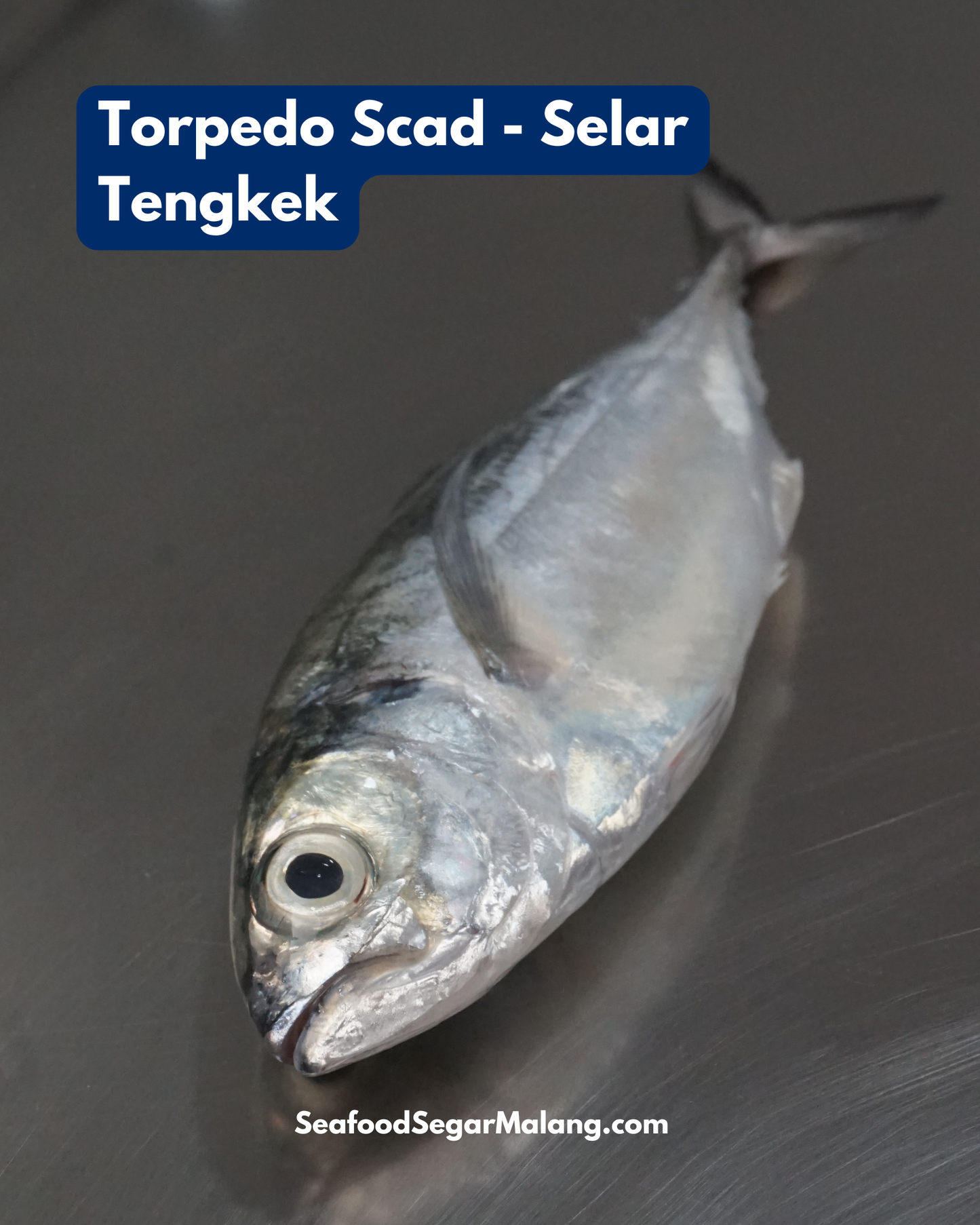 Ikan Selar Tetengkek Utuh - Torpedo Scad ( Sudah Dibersihkan )