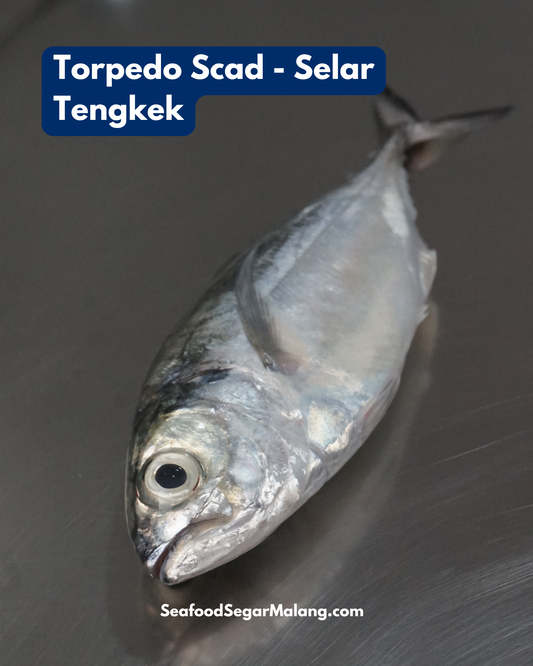 Ikan Selar Tetengkek Utuh - Torpedo Scad ( Sudah Dibersihkan )