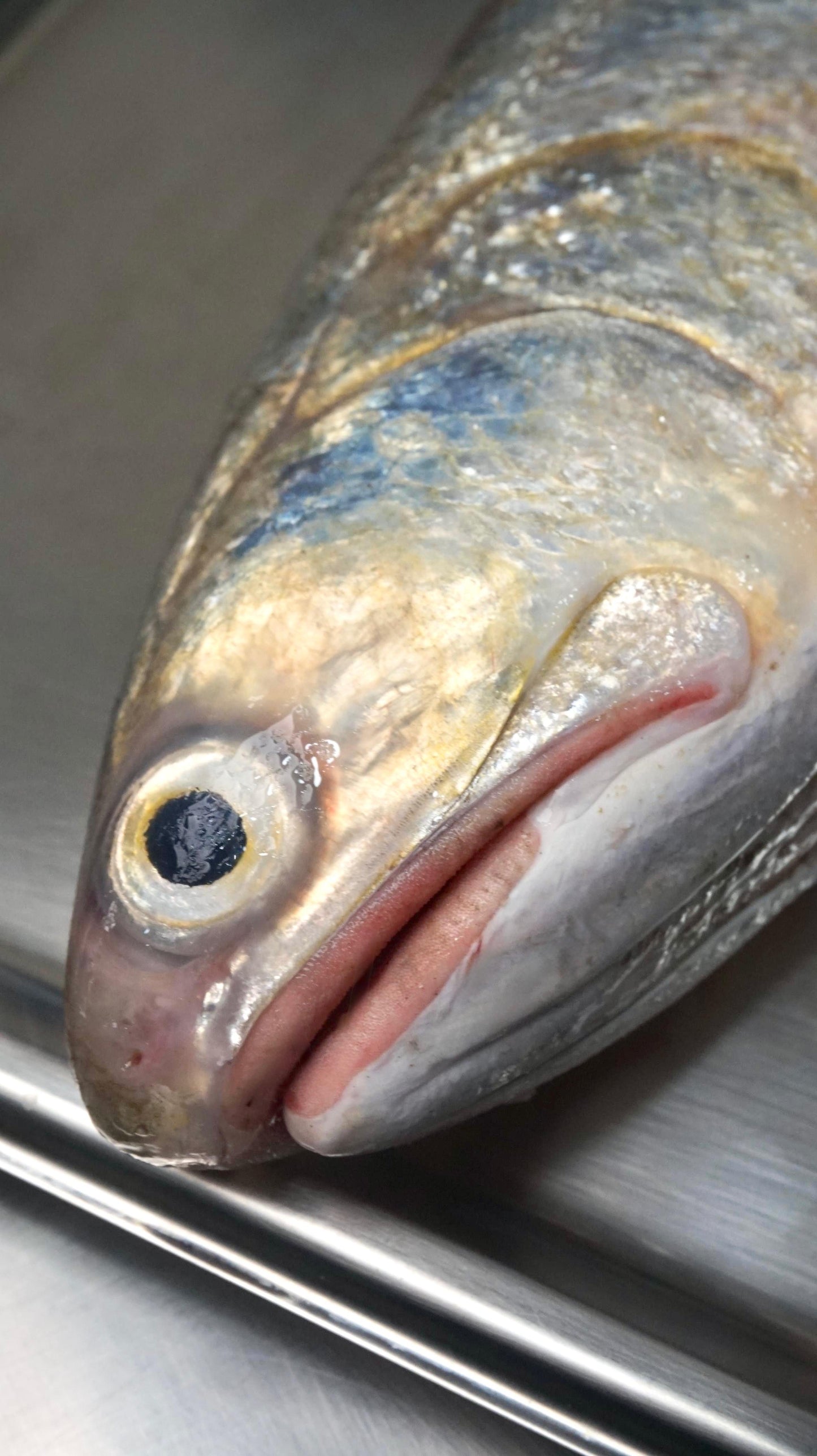 Fillet Ikan Senangin - FourFinger Threadfins