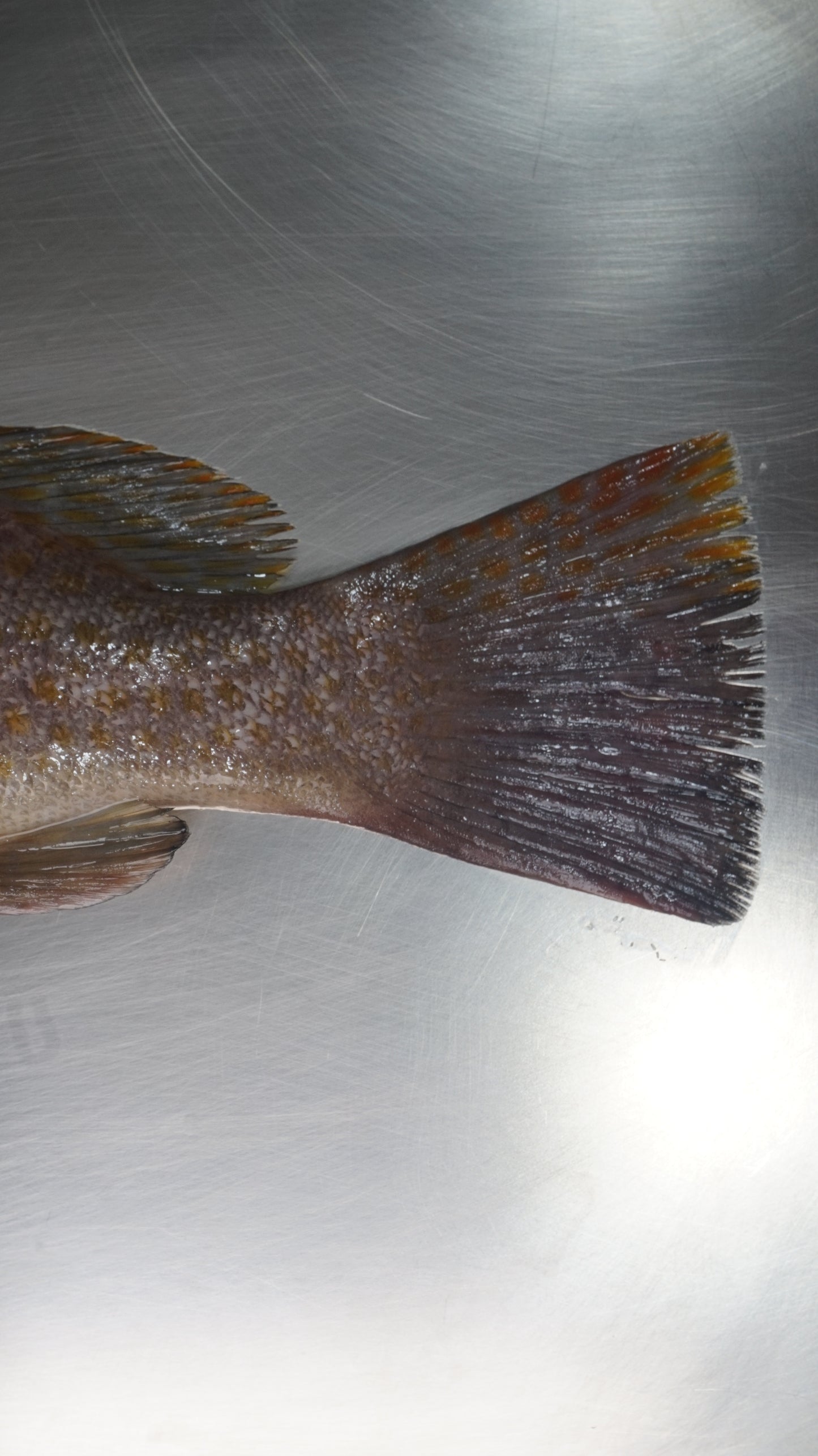 Kerapu Balong fillet