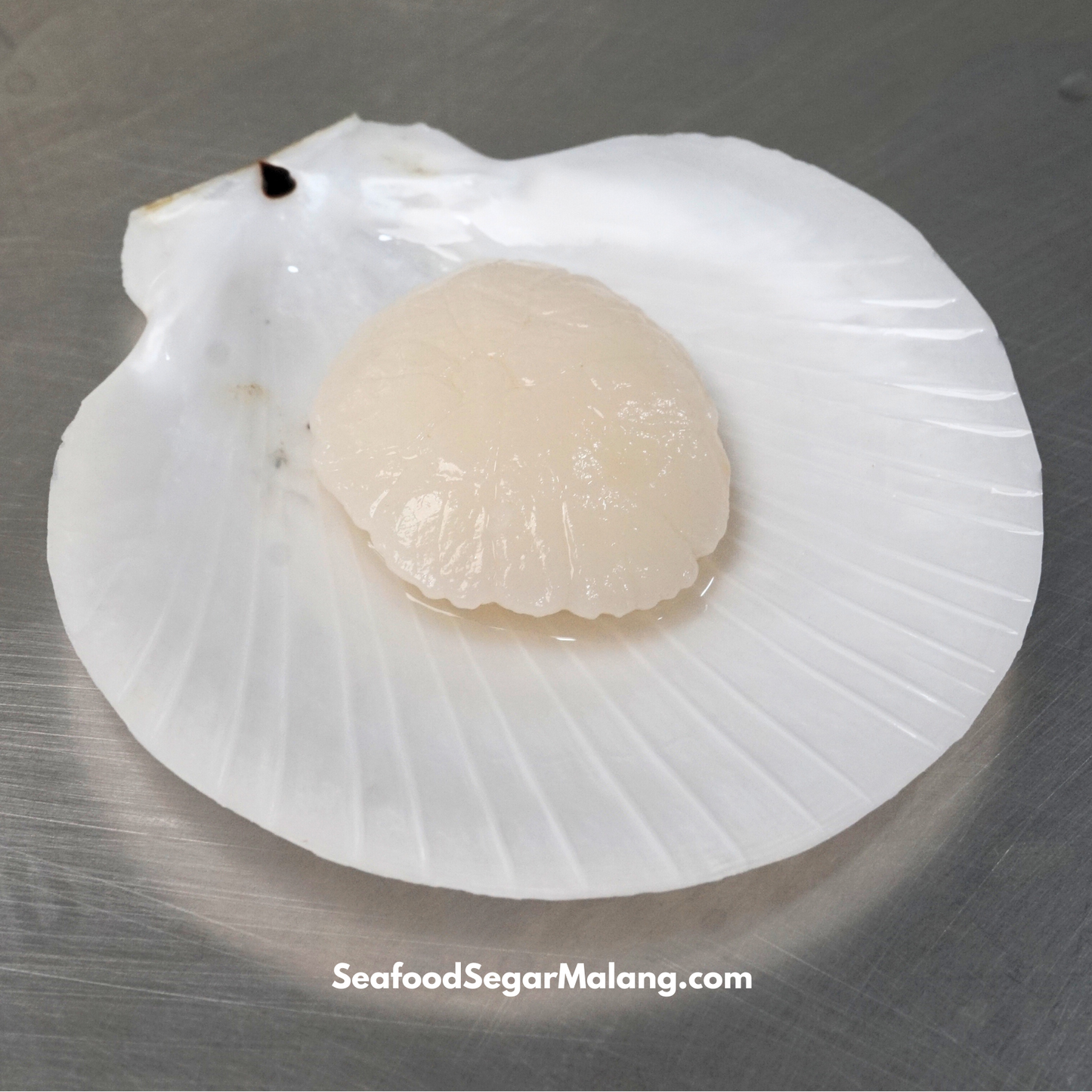 Kerang Simping Satu Cangkang