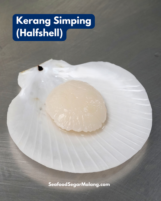 Kerang Simping Half shell