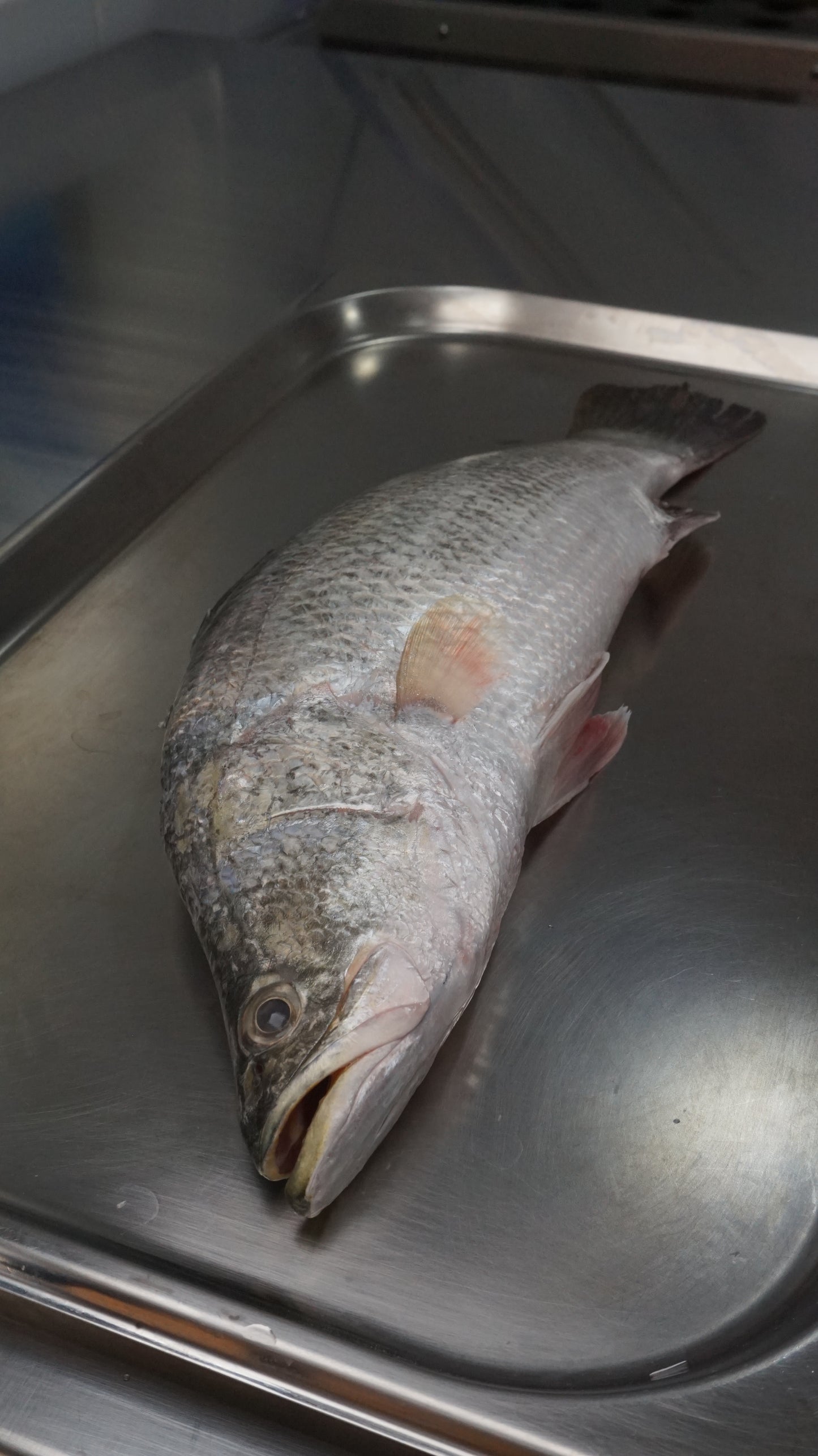 Fillet Ikan Kakap Putih Baramundi