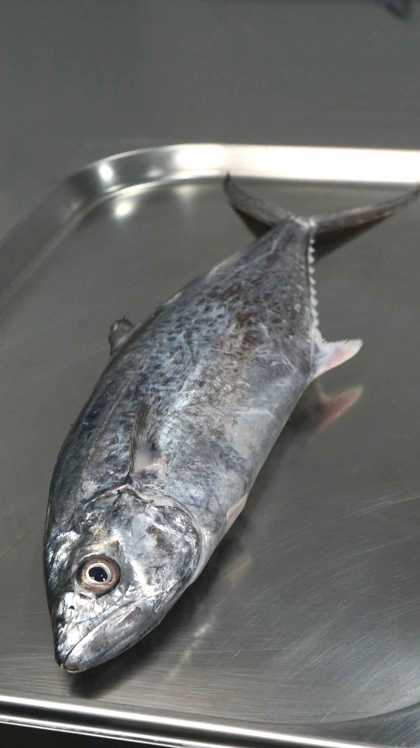 Tenggiri Papan Fillet