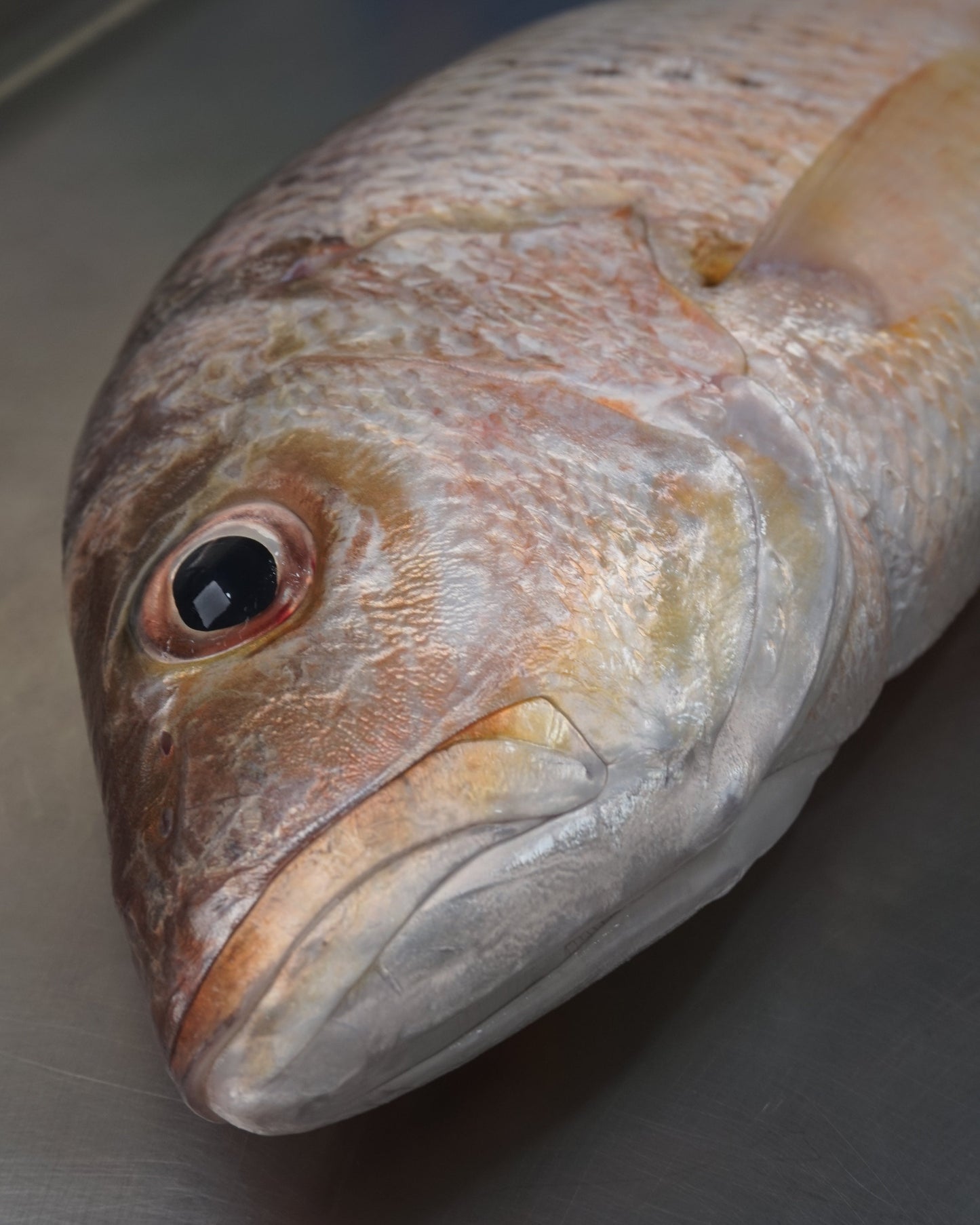 Ikan Kakap Emas Utuh - Jenaha ( Sudah Dibersihkan )