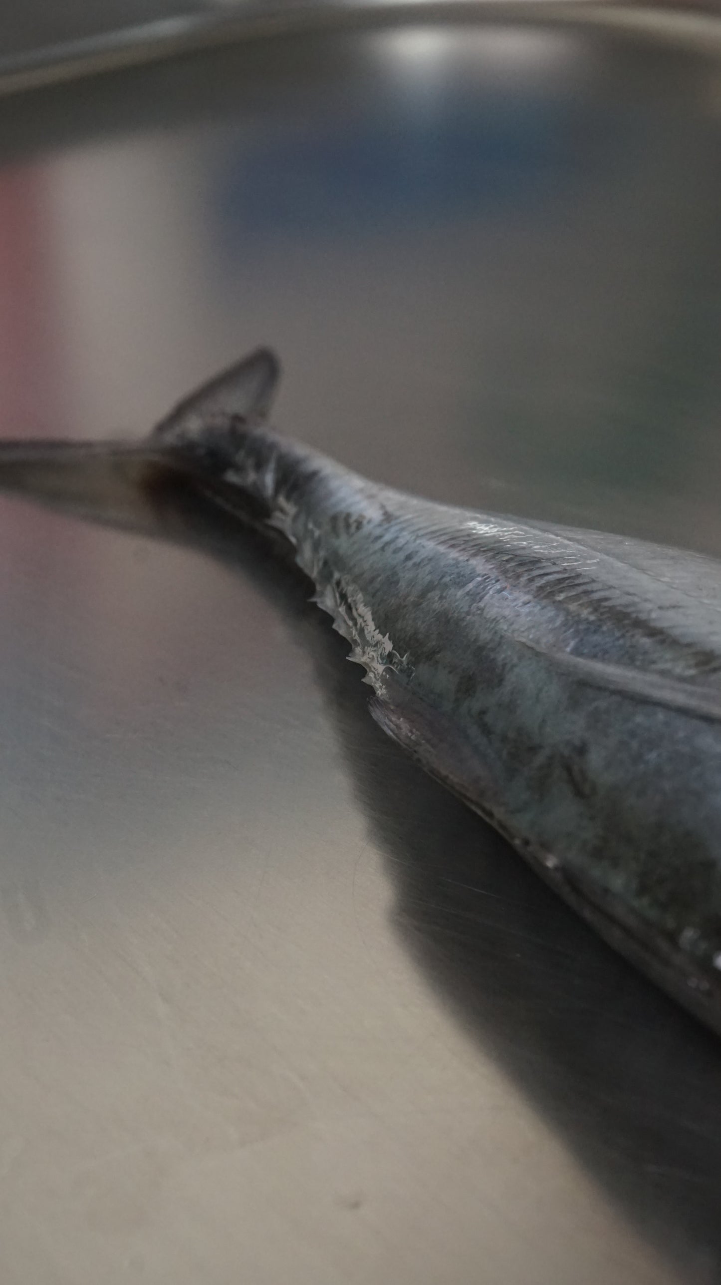 Ikan Selar Tetengkek Utuh - Torpedo Scad ( Sudah Dibersihkan )