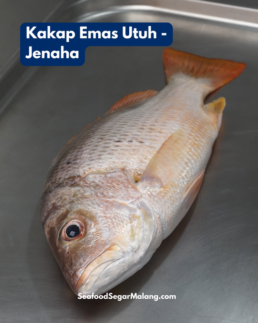 Ikan Kakap Emas Utuh - Jenaha ( Sudah Dibersihkan )