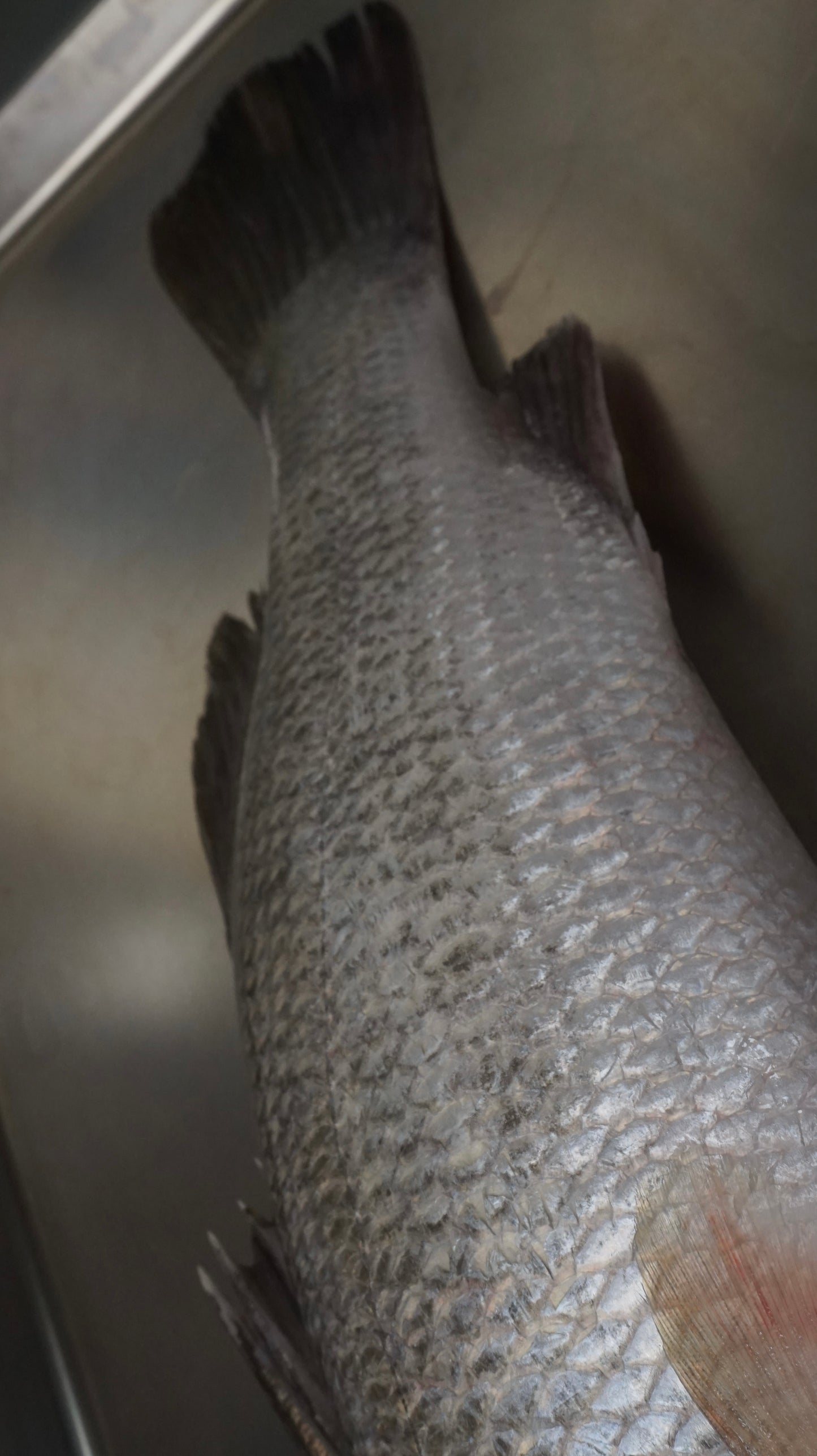 Fillet Ikan Kakap Putih Baramundi