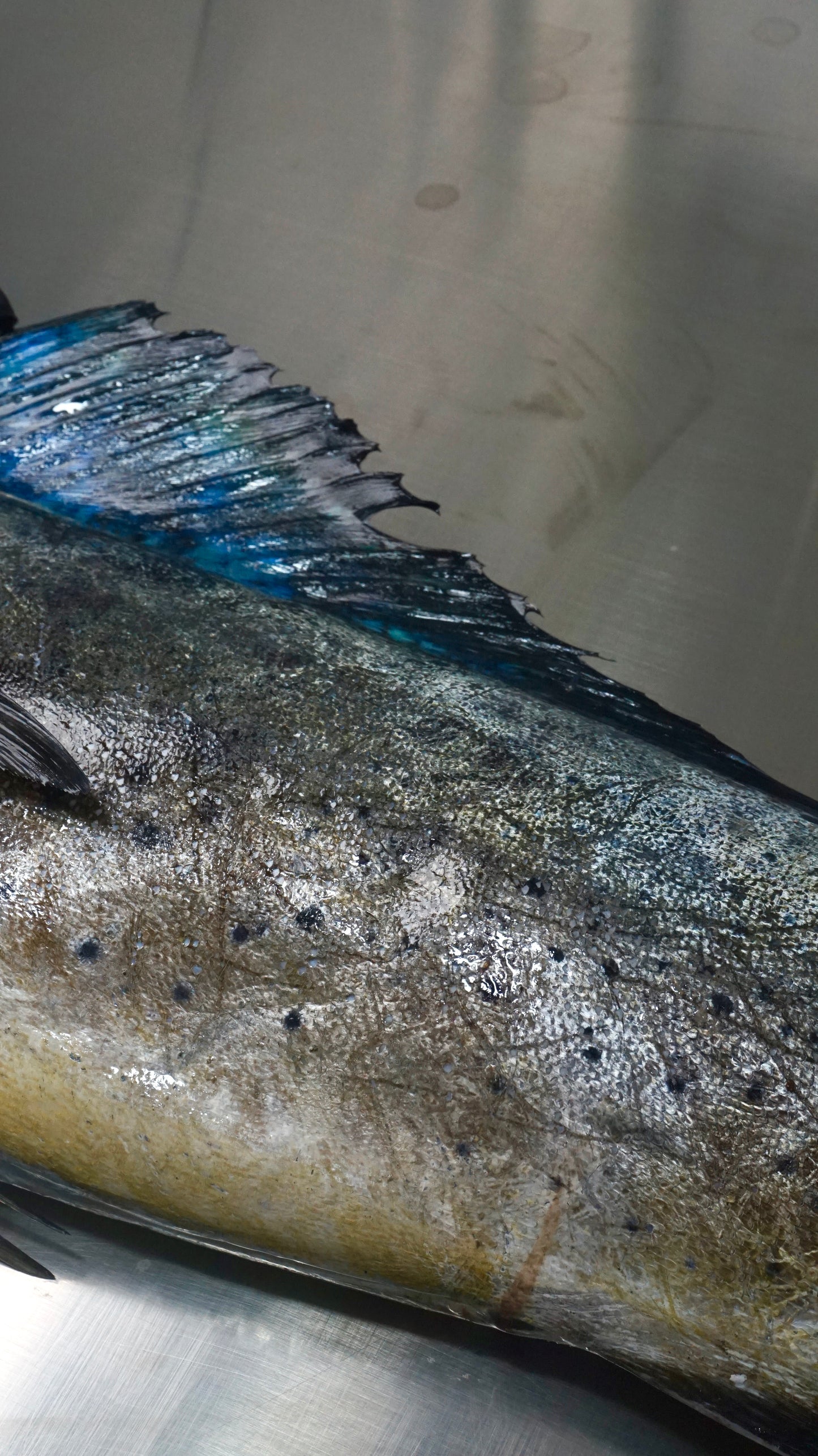 Fillet Ikan Mahi Mahi Tanpa Kulit - Lemadang