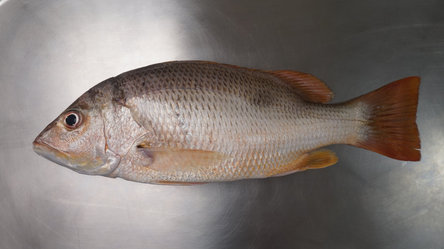 Ikan Kakap Emas Utuh - Jenaha ( Sudah Dibersihkan )