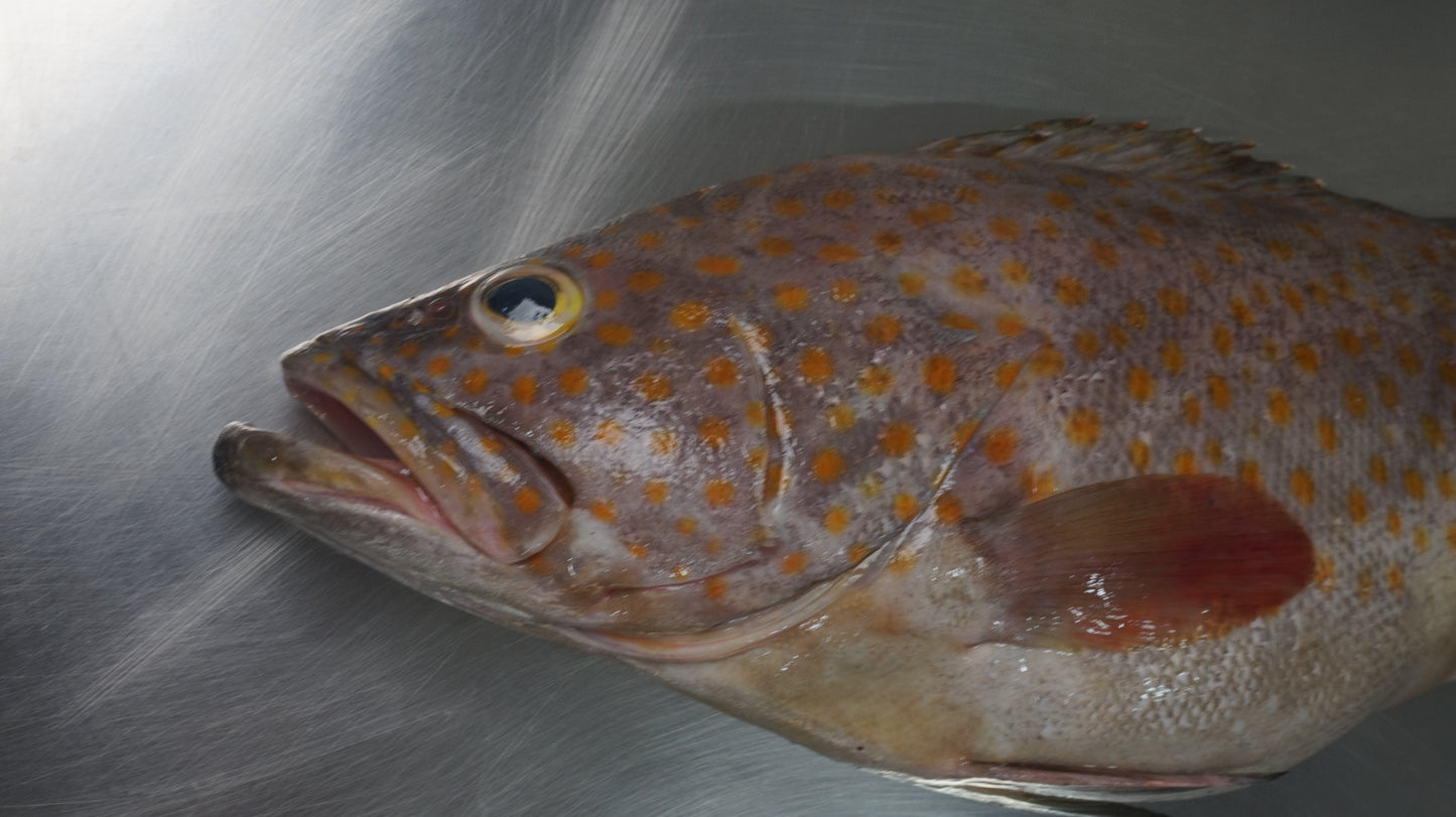 Kerapu Balong fillet