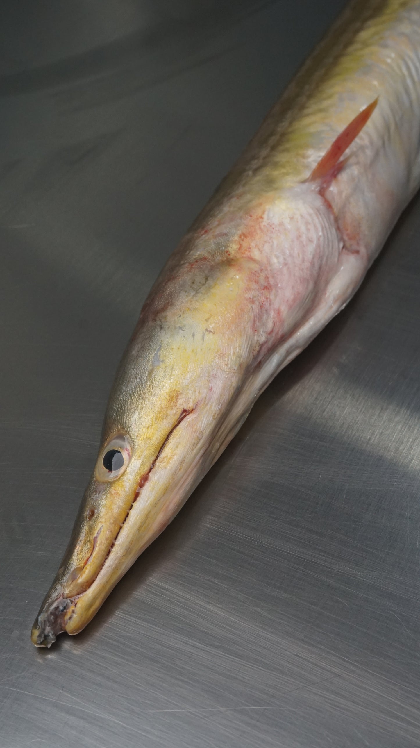 Fillet Ikan Sidat - Duri Masih ada, mohon cek di foto bagian yang ada durinya
