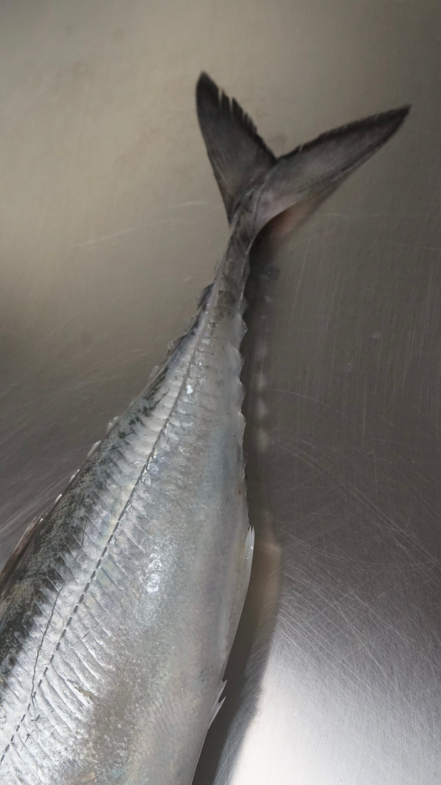 Ikan Selar Tetengkek Utuh - Torpedo Scad ( Sudah Dibersihkan )