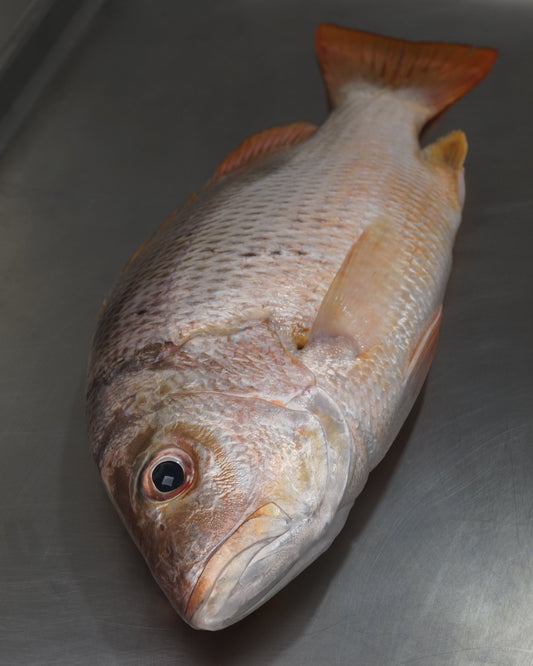 Ikan Kakap Emas Utuh - Jenaha