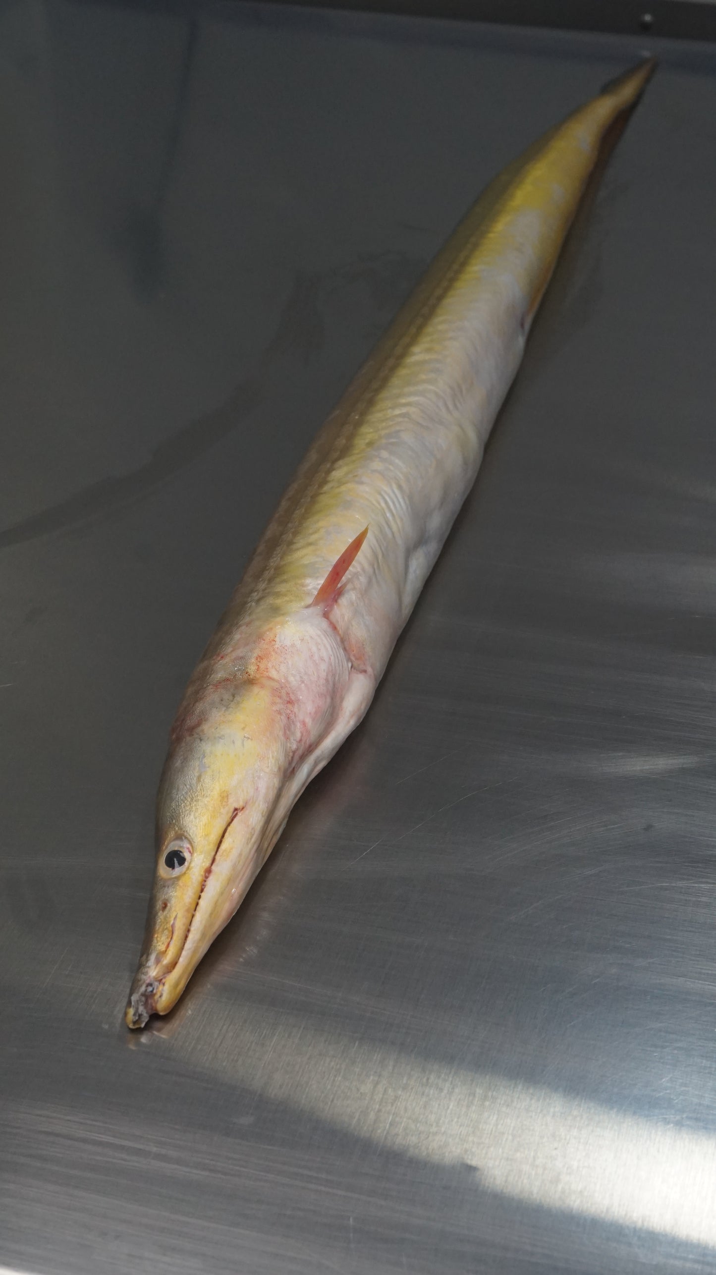 Fillet Ikan Sidat - Duri Masih ada, mohon cek di foto bagian yang ada durinya