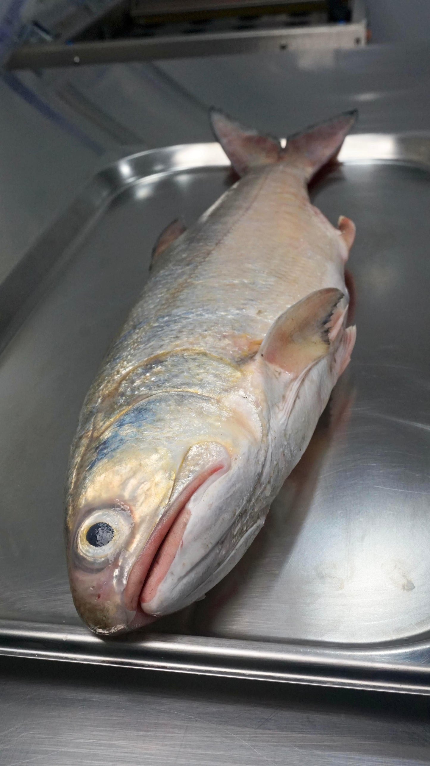 Fillet Ikan Senangin - FourFinger Threadfins