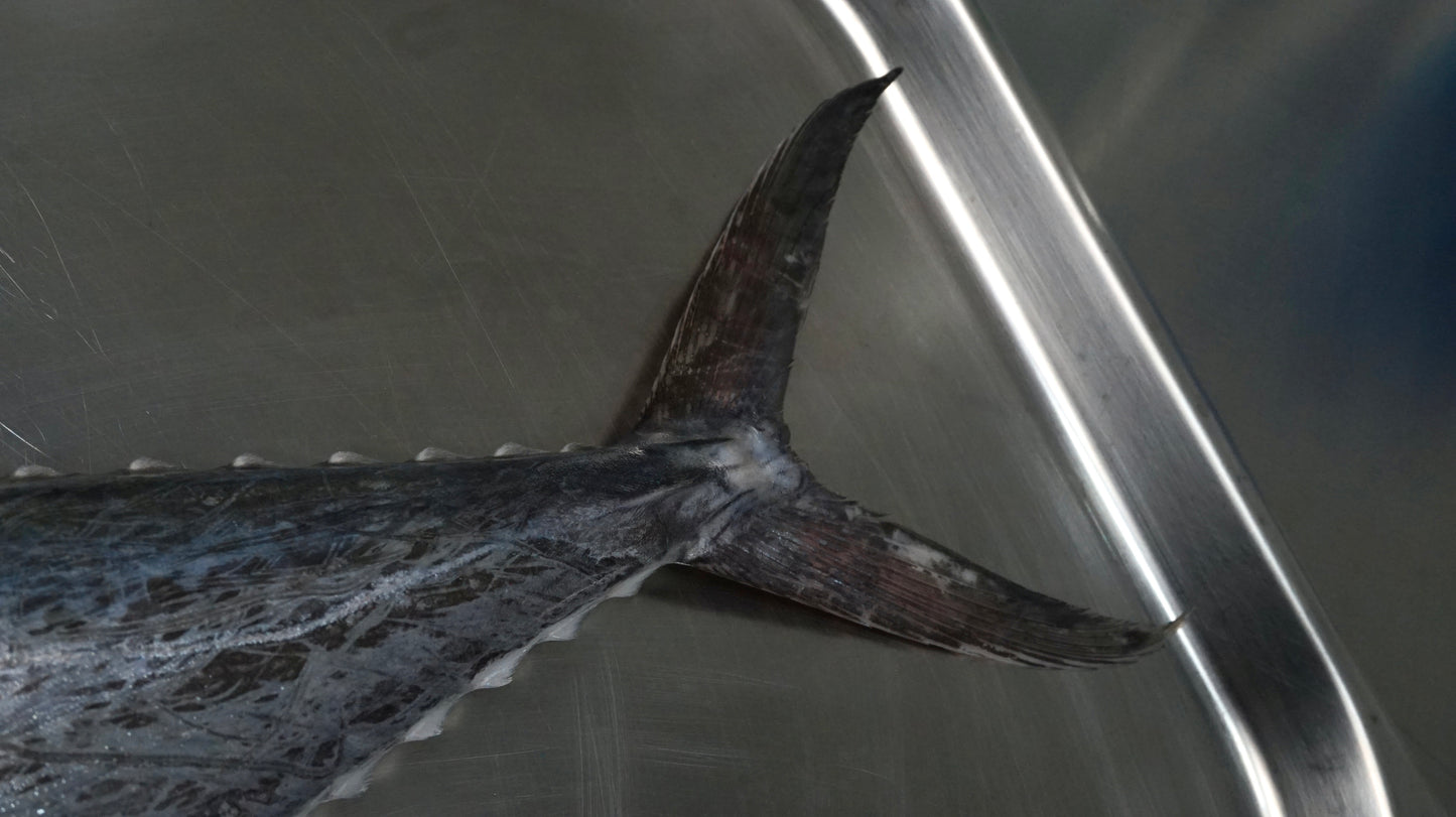 Tenggiri Papan Fillet