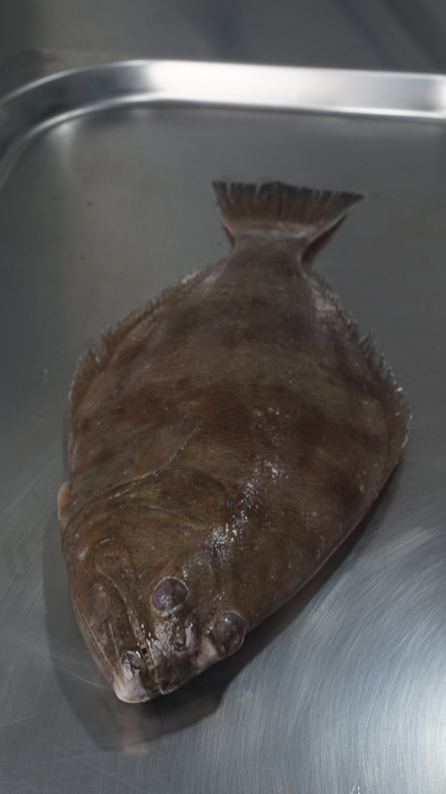 Fillet Halibut Tropis - Ikan Mata Sebelah