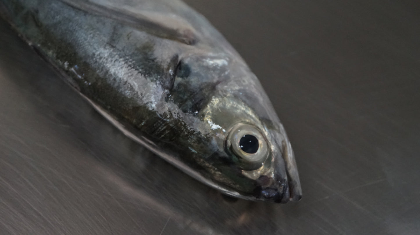 Ikan Selar Tetengkek Utuh - Torpedo Scad ( Sudah Dibersihkan )