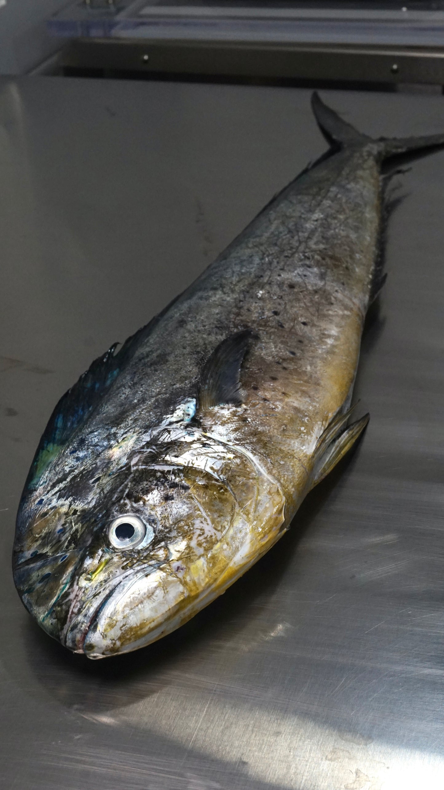 Fillet Ikan Mahi Mahi Tanpa Kulit - Lemadang
