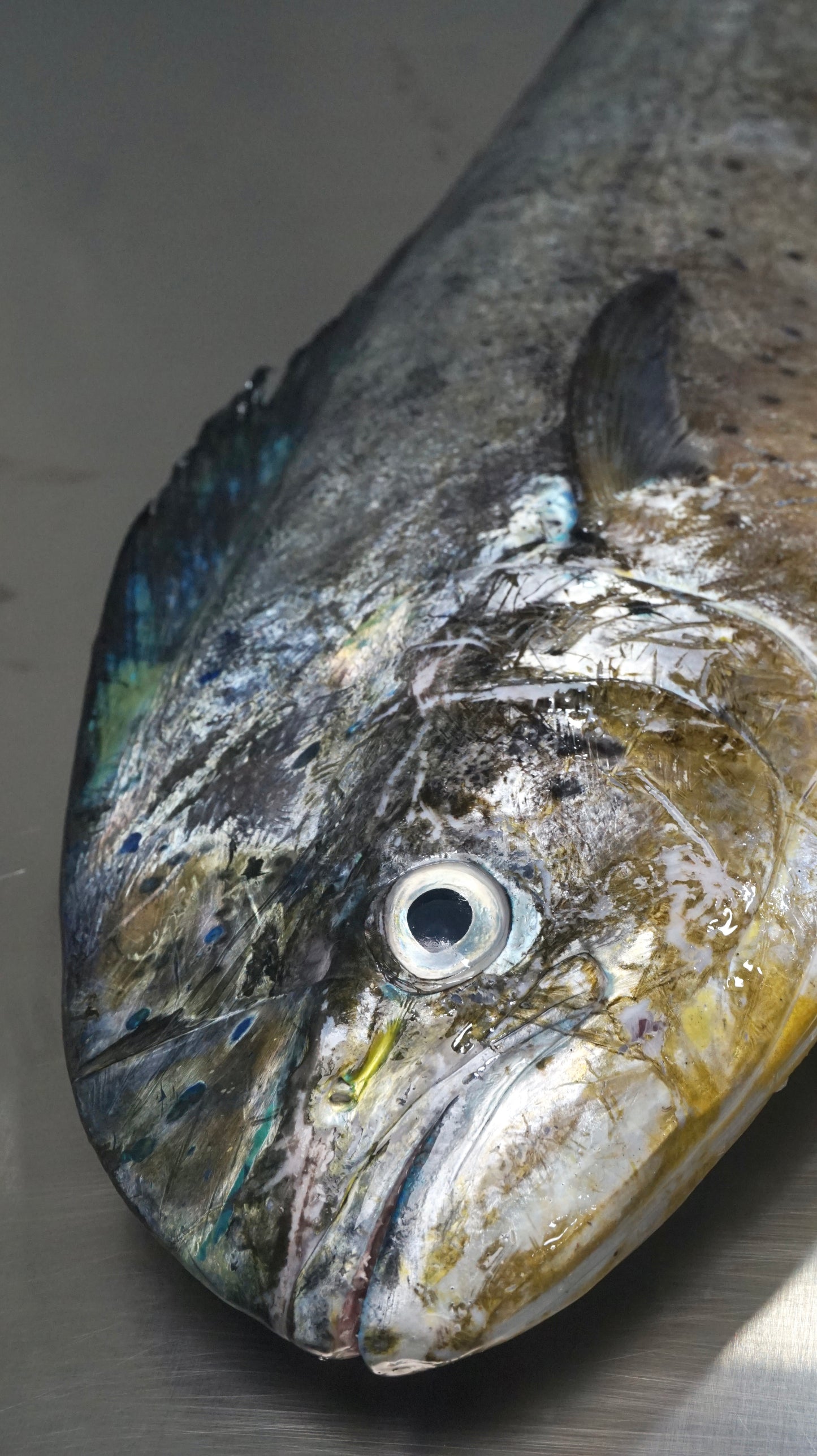 Fillet Ikan Mahi Mahi Tanpa Kulit - Lemadang