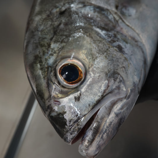 Fillet ikan Kuwe Mata Belo Tanpa Kulit - Big Eyed Trevally