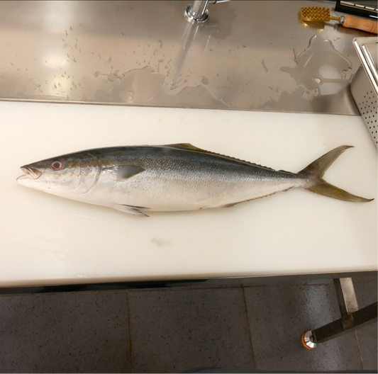 Hamachi (Japanese Yellowtail) Fillet