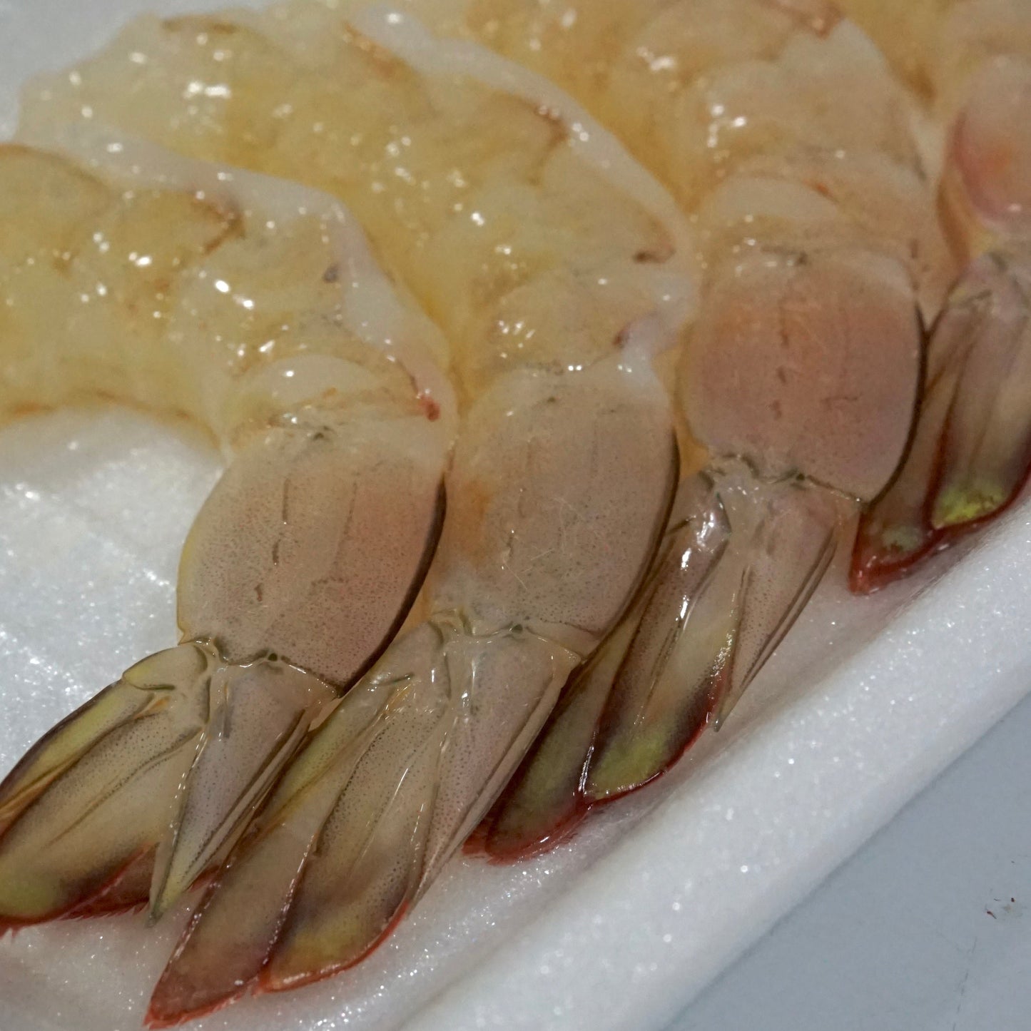 Udang Jerbung Sedang ( M )