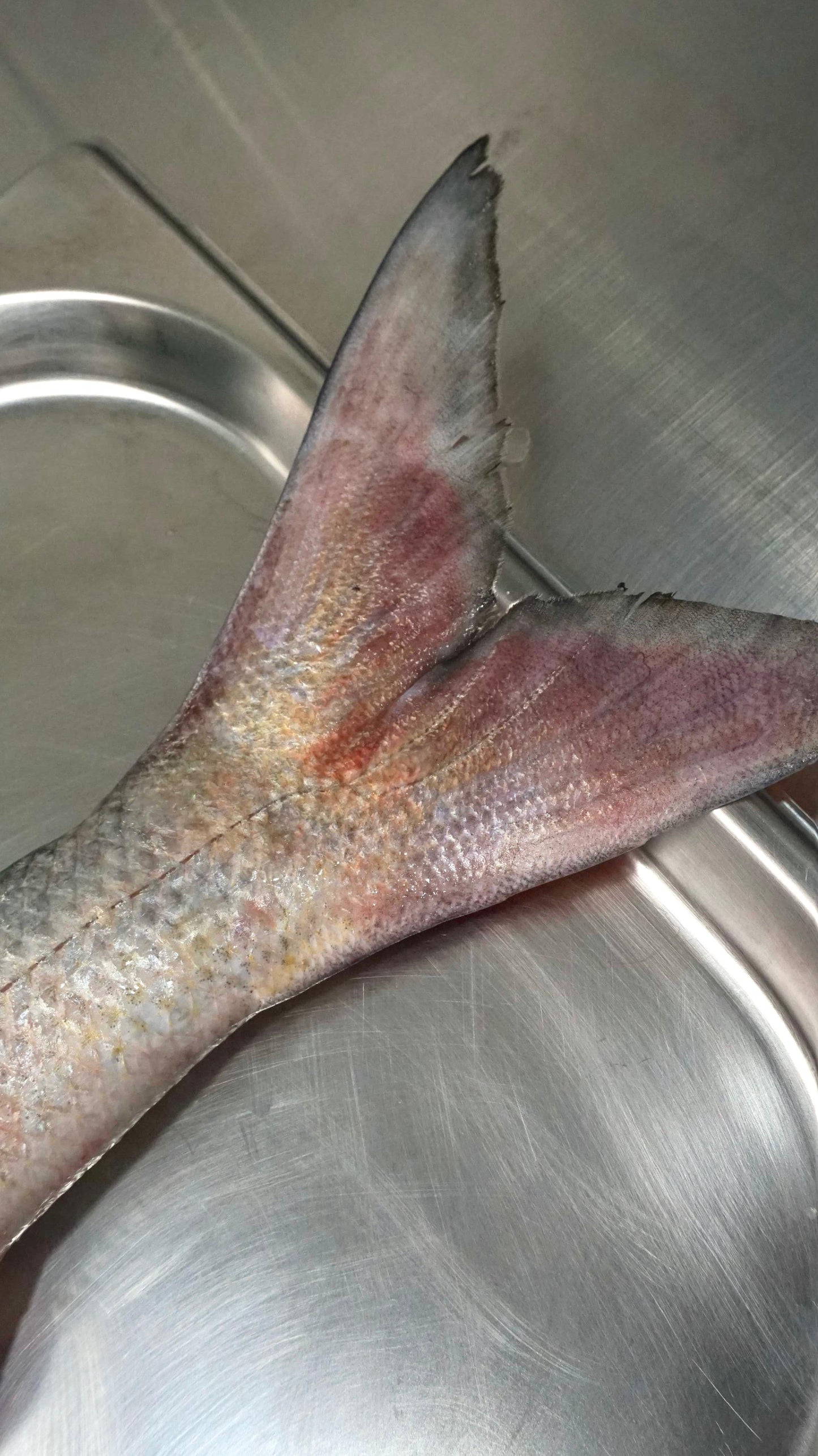 Fillet Ikan Senangin - FourFinger Threadfins