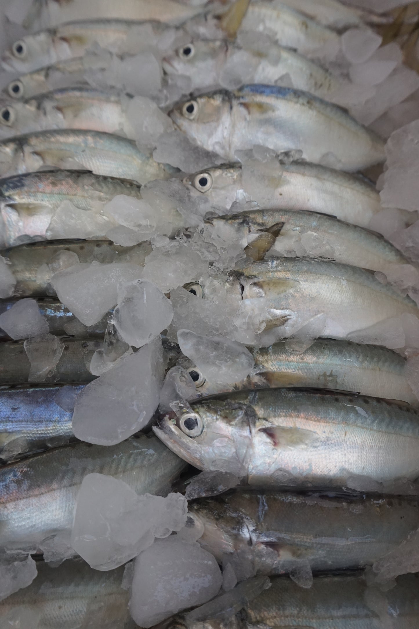 Ikan Kembung Utuh ( Sudah Dibersihkan )