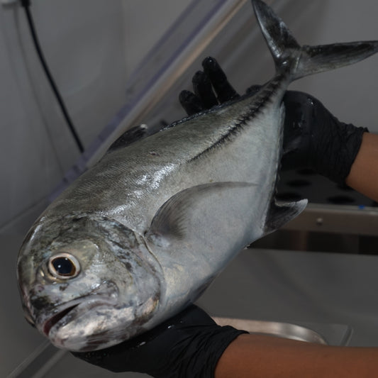 Big eyed Trevally Fillet