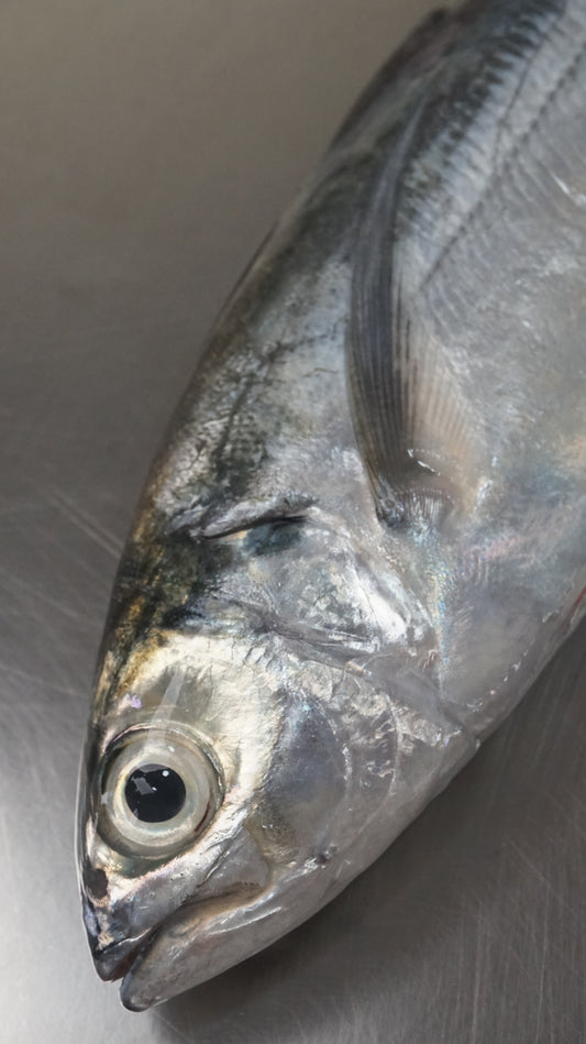 Ikan Selar Tetengkek Utuh - Torpedo Scad ( Sudah Dibersihkan )