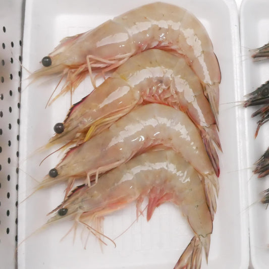 Udang dogol Besar