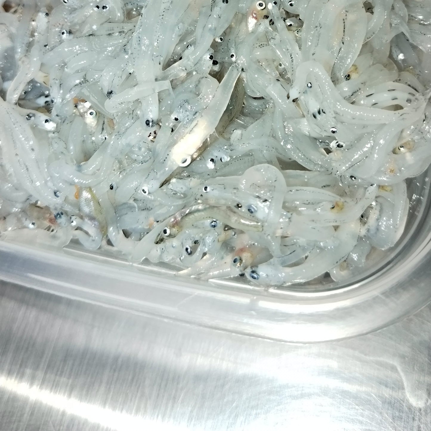 Teri Nasi