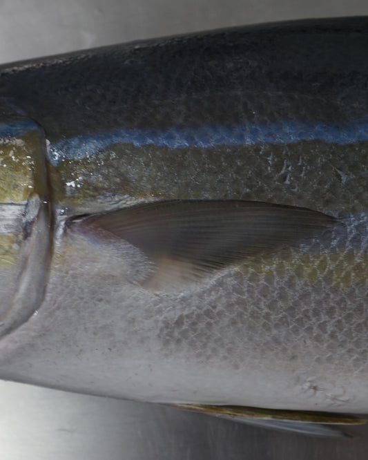 Fillet Ikan Laura / Tsumuburi / Rainbow Runner / Salmon Jawa