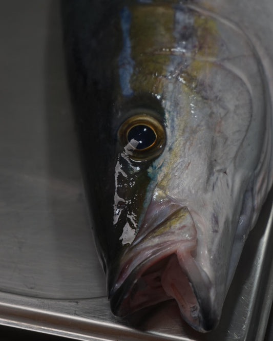 Fillet Ikan Laura / Tsumuburi / Rainbow Runner / Salmon Jawa