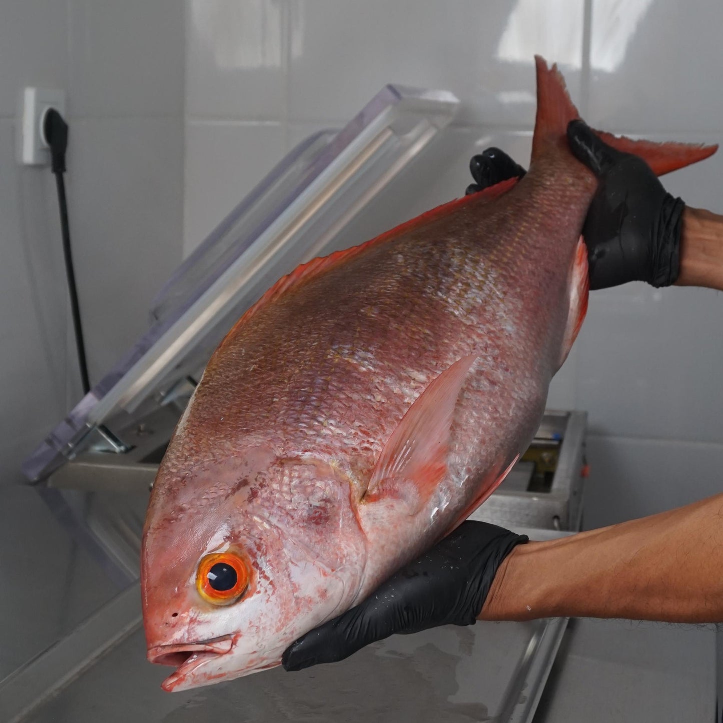 Fillet Kakap Merah Pinjalo