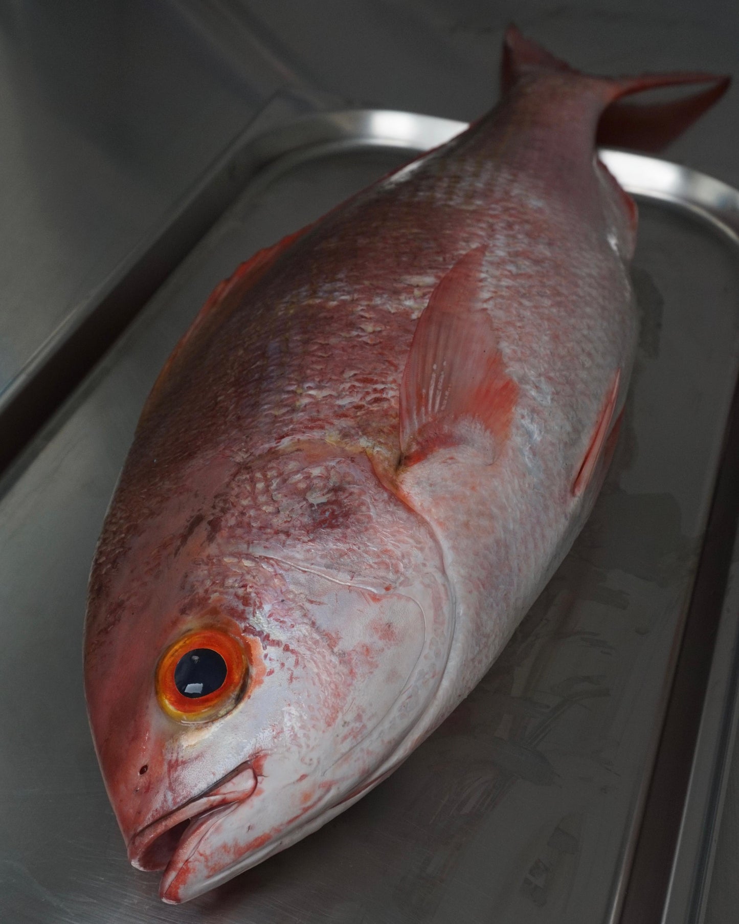 Fillet Kakap Merah Pinjalo