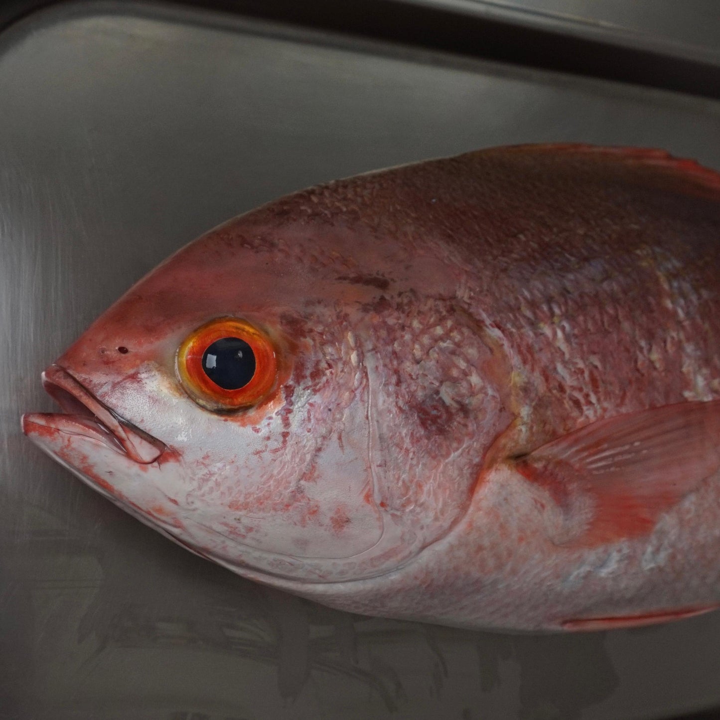 Fillet Kakap Merah Pinjalo