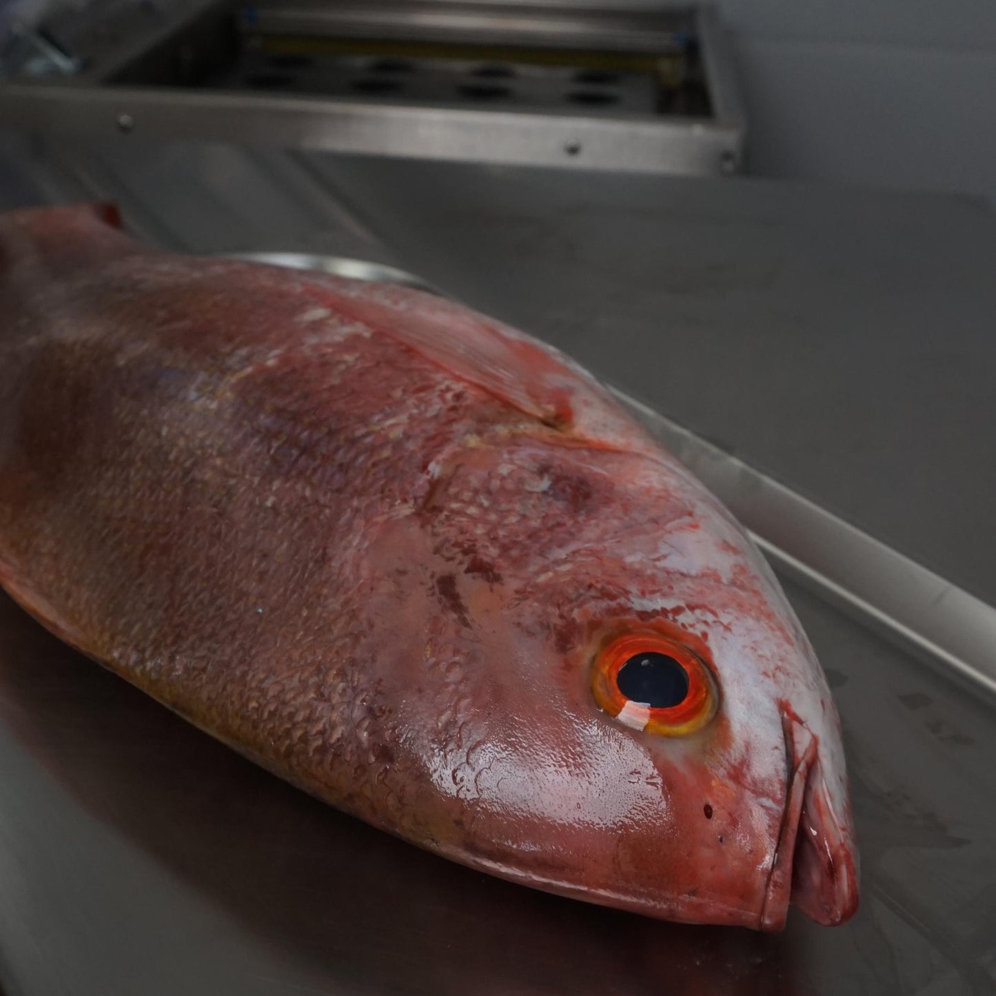 Fillet Kakap Merah Pinjalo