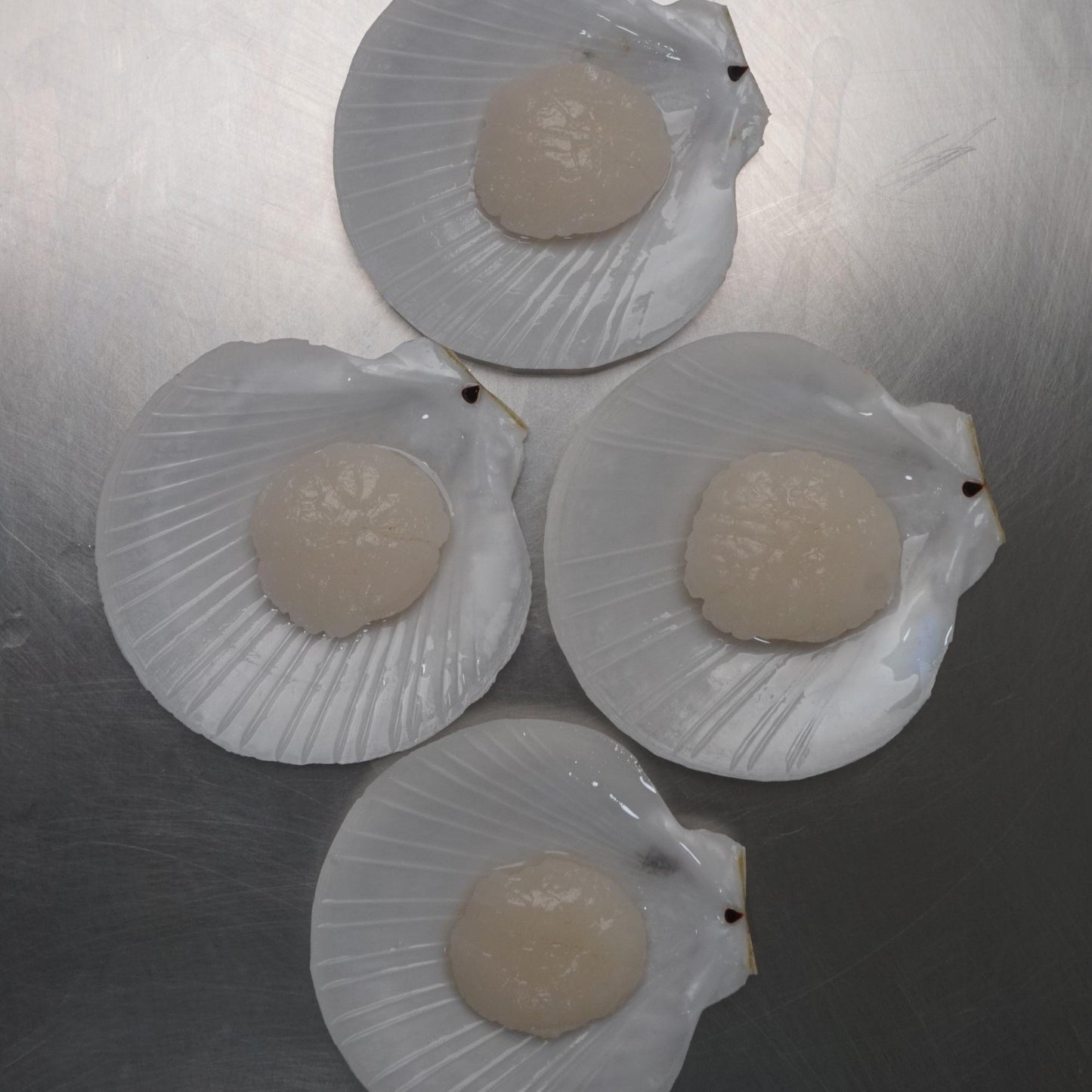 Kerang Simping Satu Cangkang