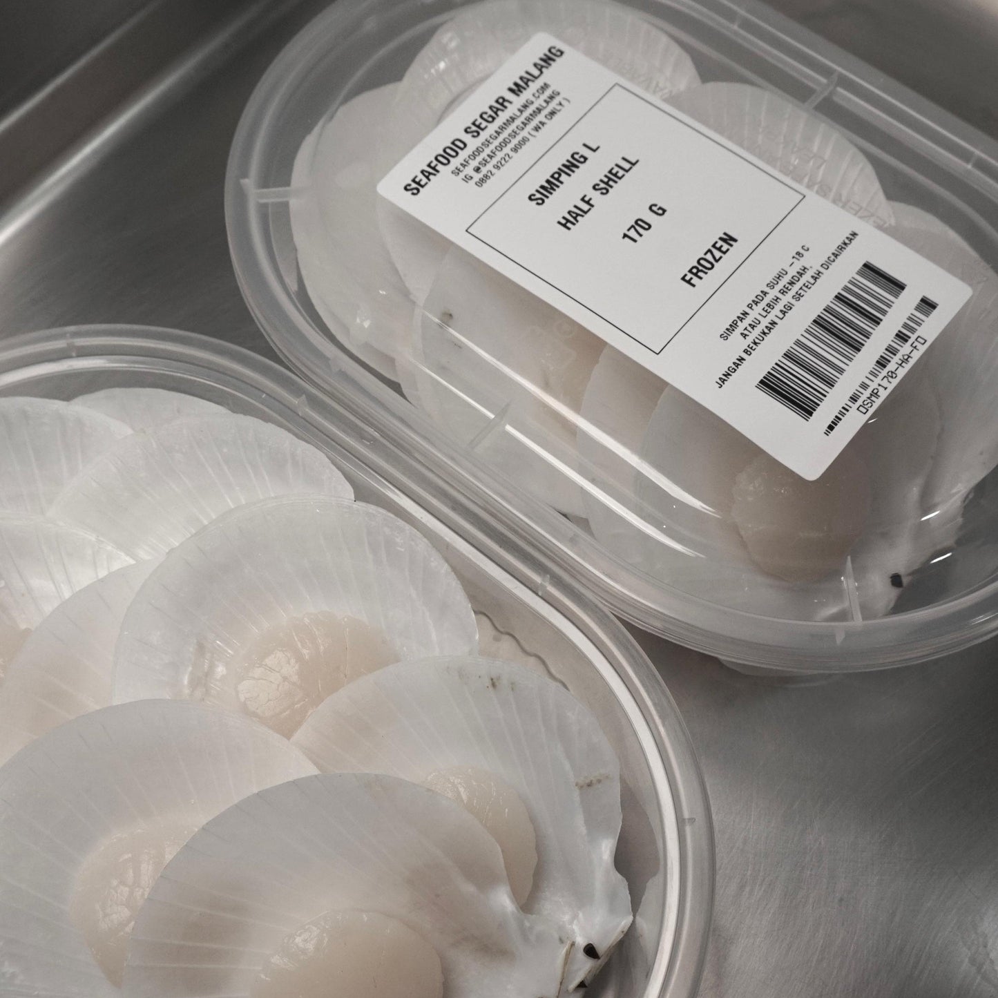 Kerang Simping Satu Cangkang