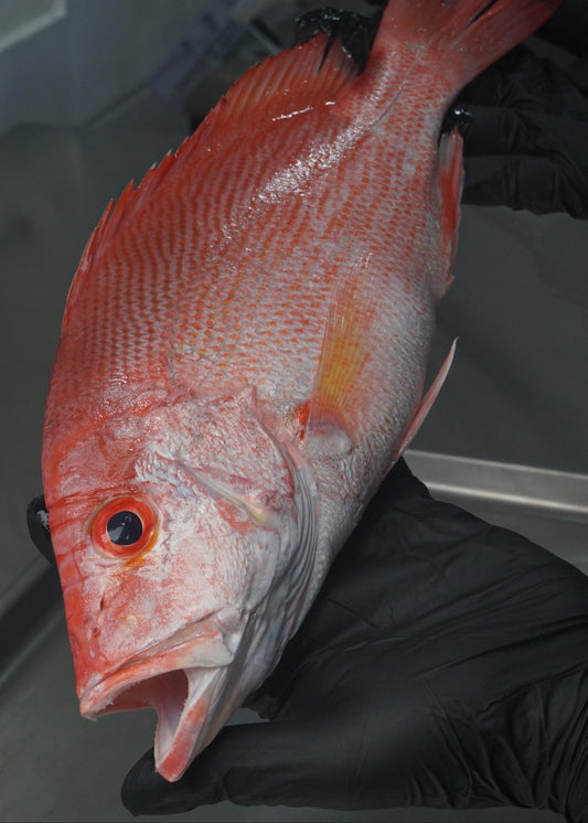 Fillet Ikan Kakap Merah