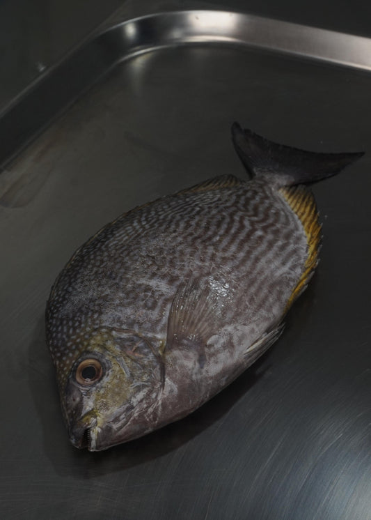 Fillet Ikan Baronang Tulis