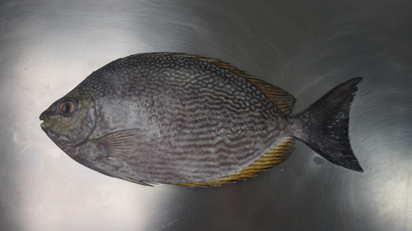 Fillet Ikan Baronang Tulis