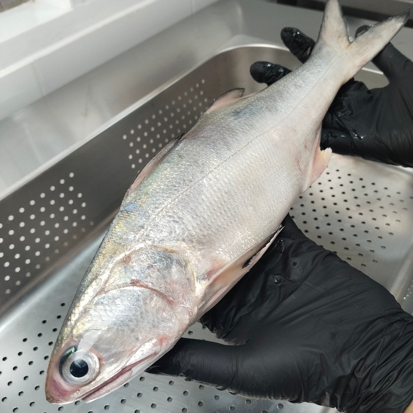 Fillet Ikan Senangin - FourFinger Threadfins