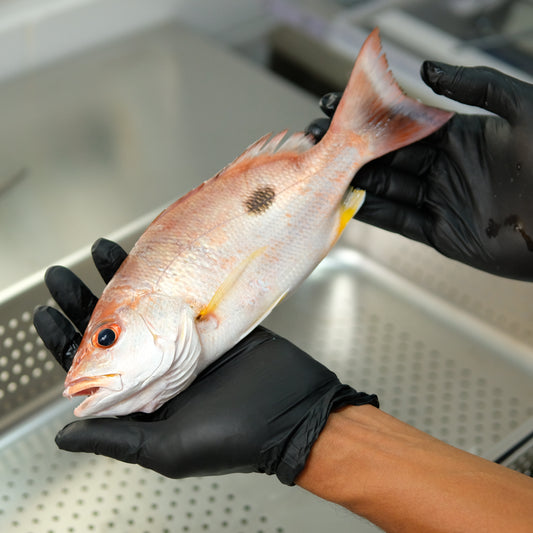 Fillet Kakap Tompel - Russel's Snapper