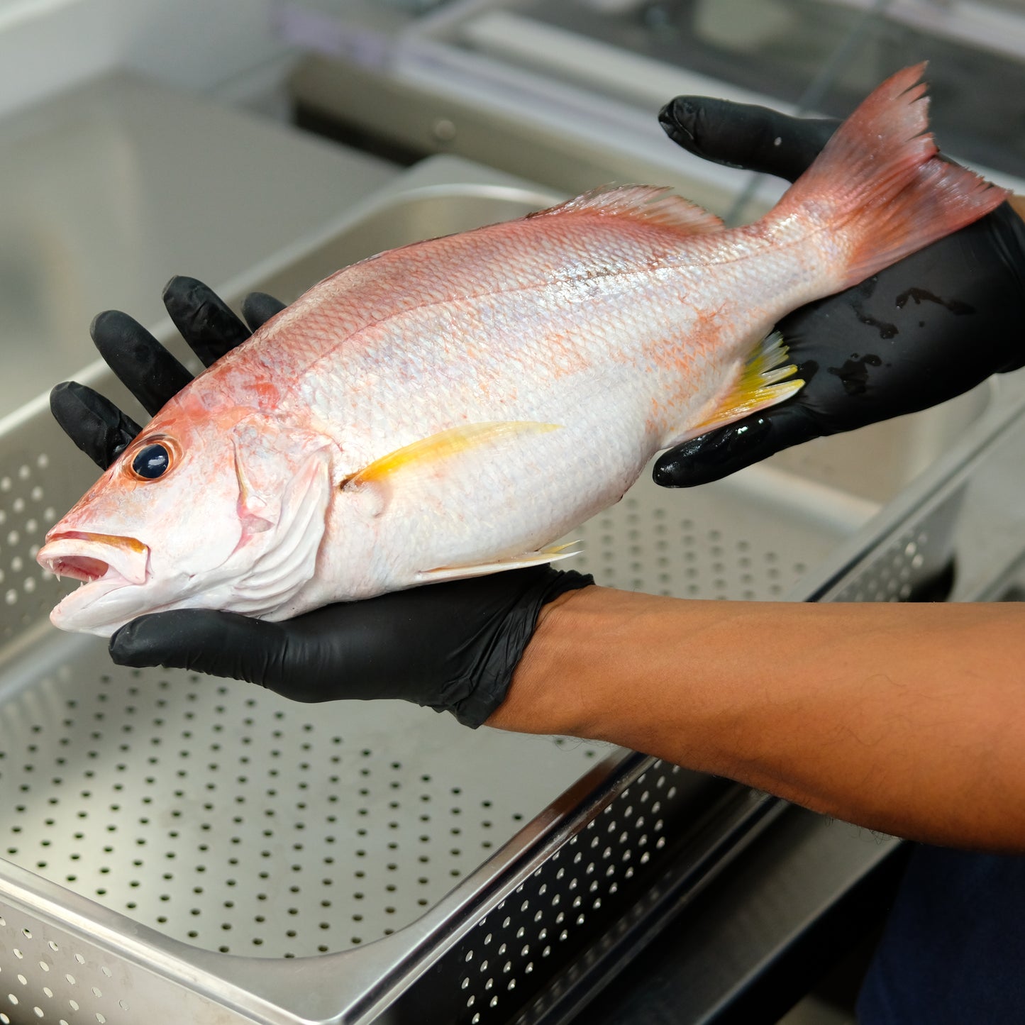 Kakap Tompel (Russel's Snapper) Utuh