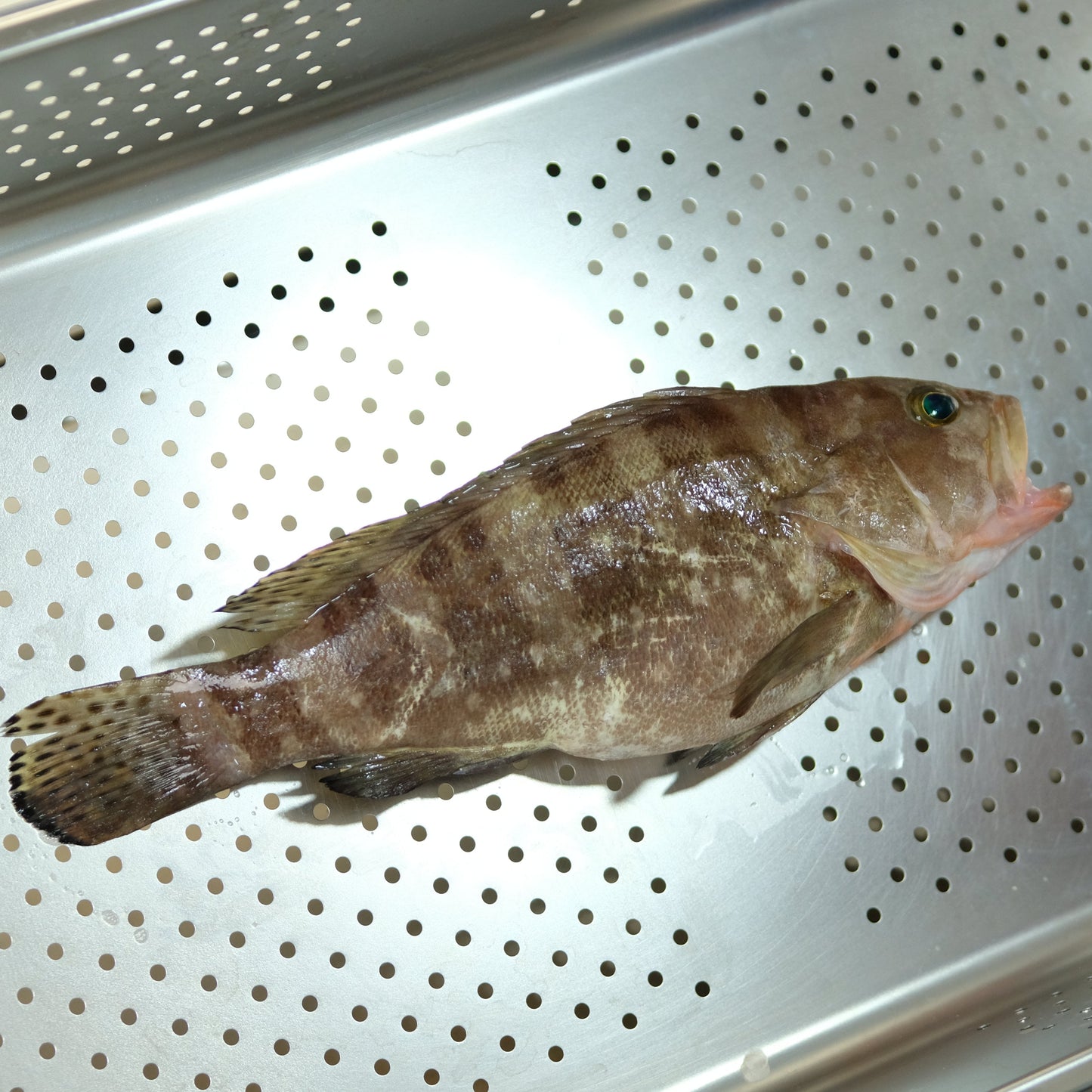 Kerapu ( Banded Grouper ) Utuh